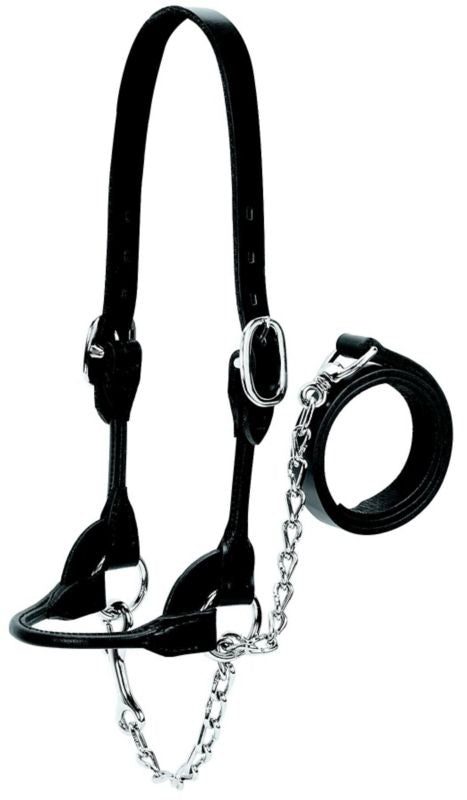 Weaver Leather Cattle Rounded Show Halter XL Blk