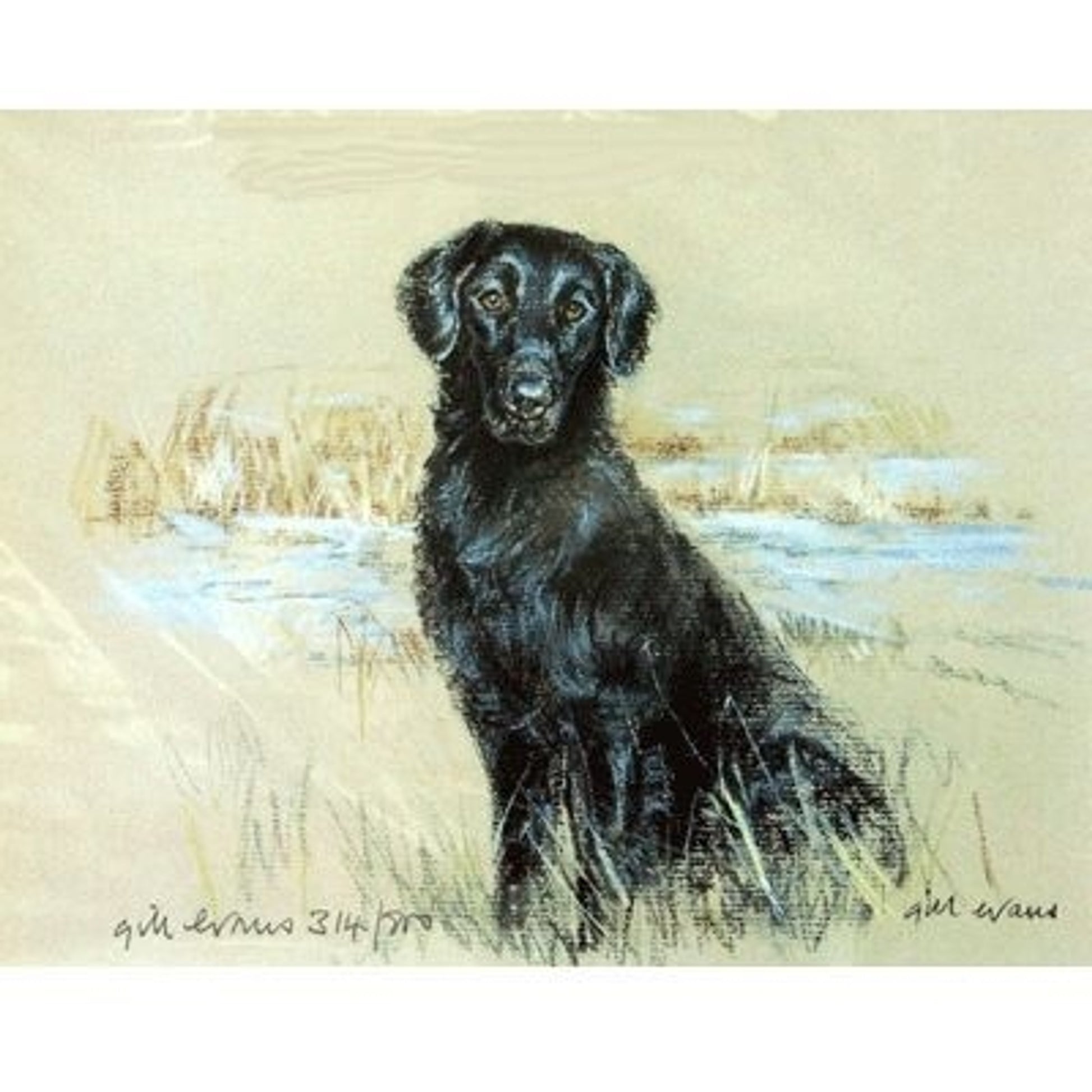 Flat Coated Retriever Matted 12.75 x 10.75