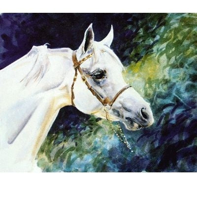 Head of an Arabian 10 x 8
