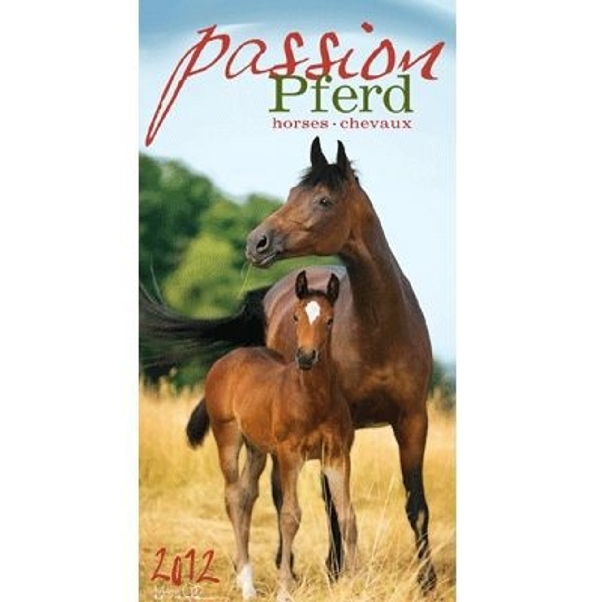 Passion Friesian By Jan Kunster 19.75 x 14.75