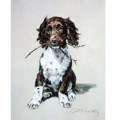 Springer Puppy By C. A. Verity 6 x 7.5