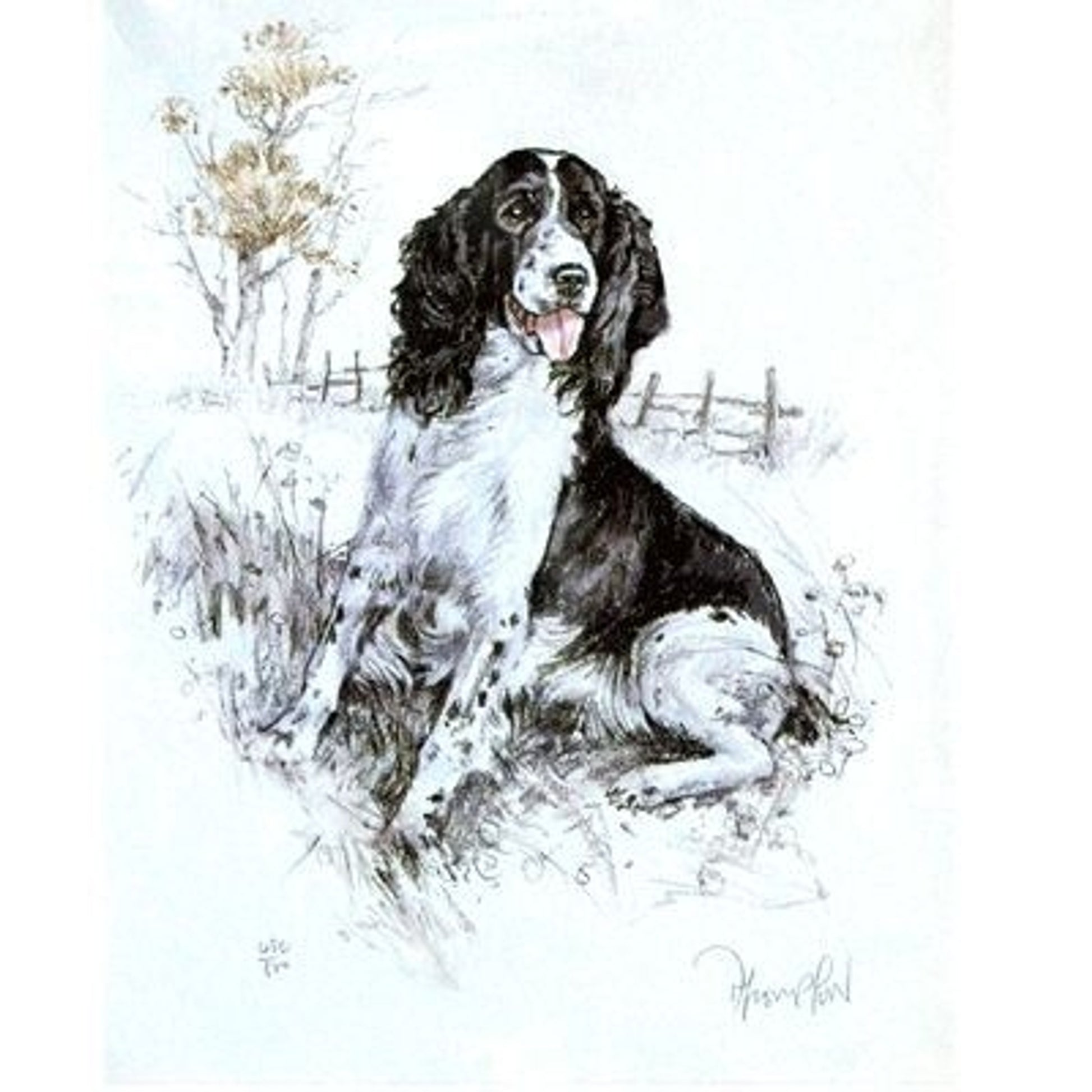 Springer Spaniel By David Thompson 12.75x10.75