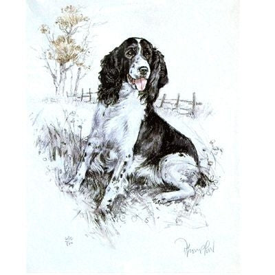 Springer Spaniel By David Thompson 12.75x10.75