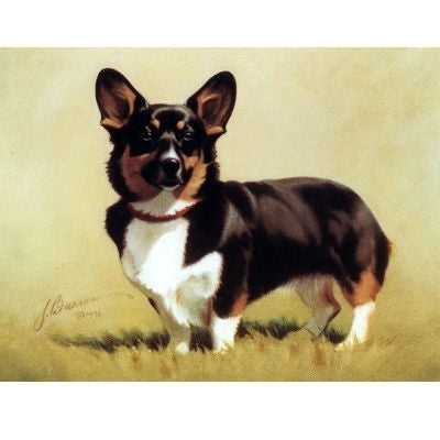 Dogs - Proud Corgi - 6 Pack 6 Pack