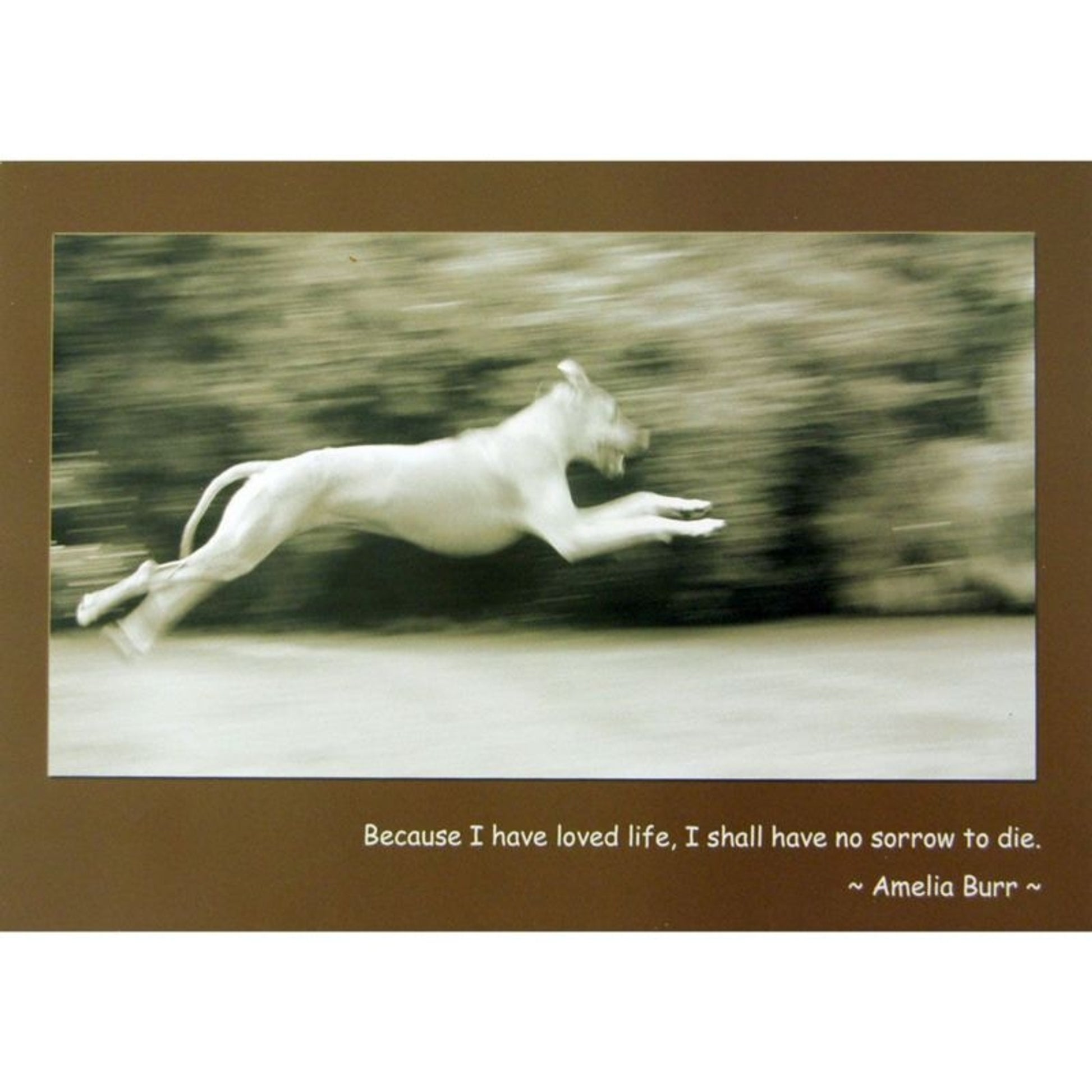 Sympathy Dog Because I Have Loved Life Cards 6 Pk