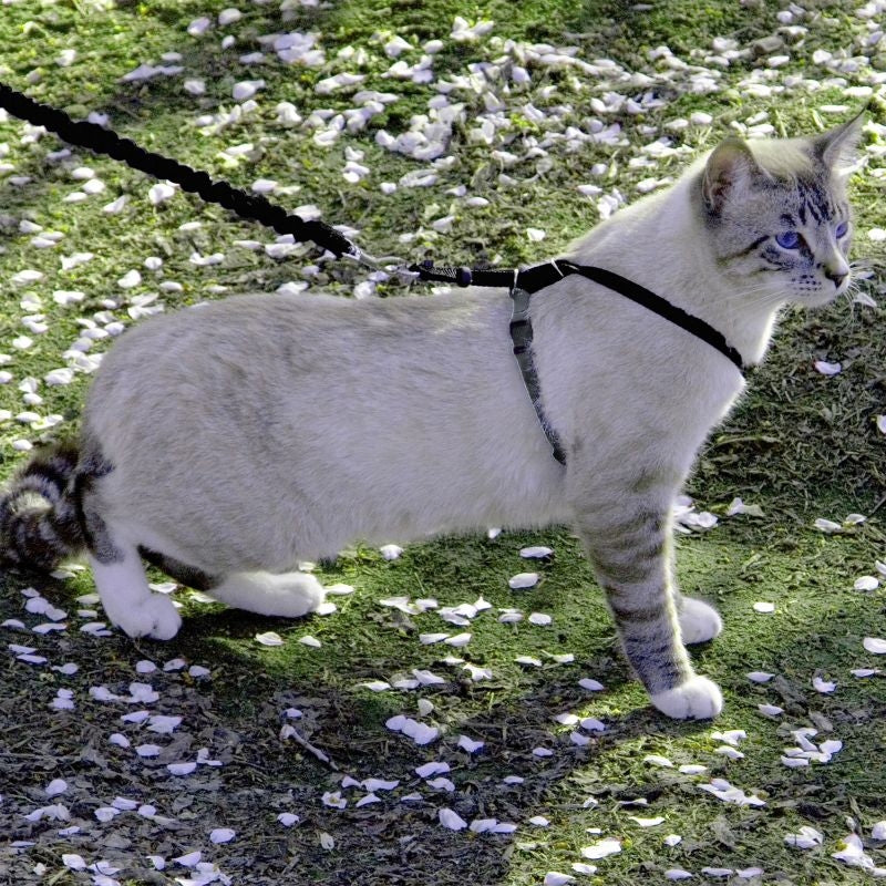 PetSafe Come With Me Kitty Harness