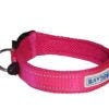 Baydog Tampa Dog Collar