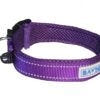Baydog Tampa Dog Collar