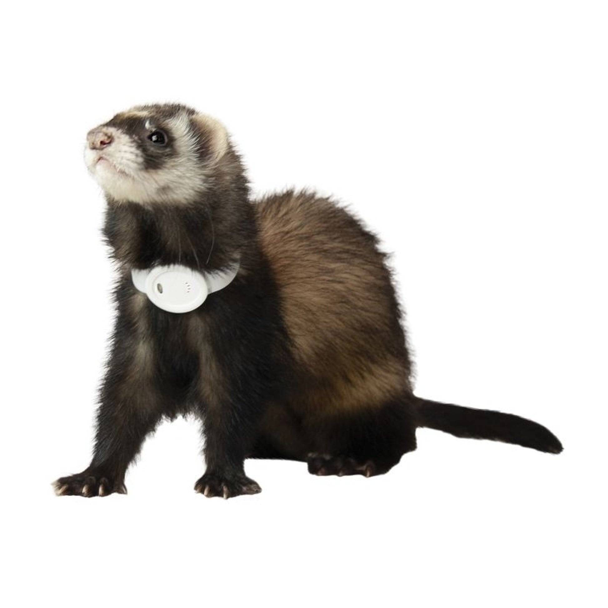 Marshall Ferret Finder