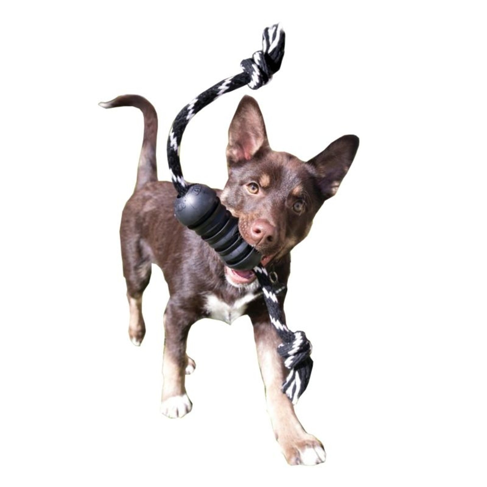 KONG Extreme Dental with Rope Dog Toy