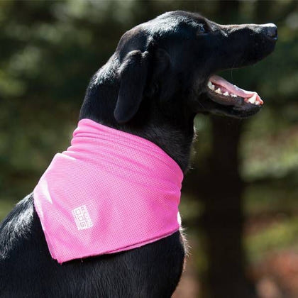 Weaver D.O.G. Cooling Bandana