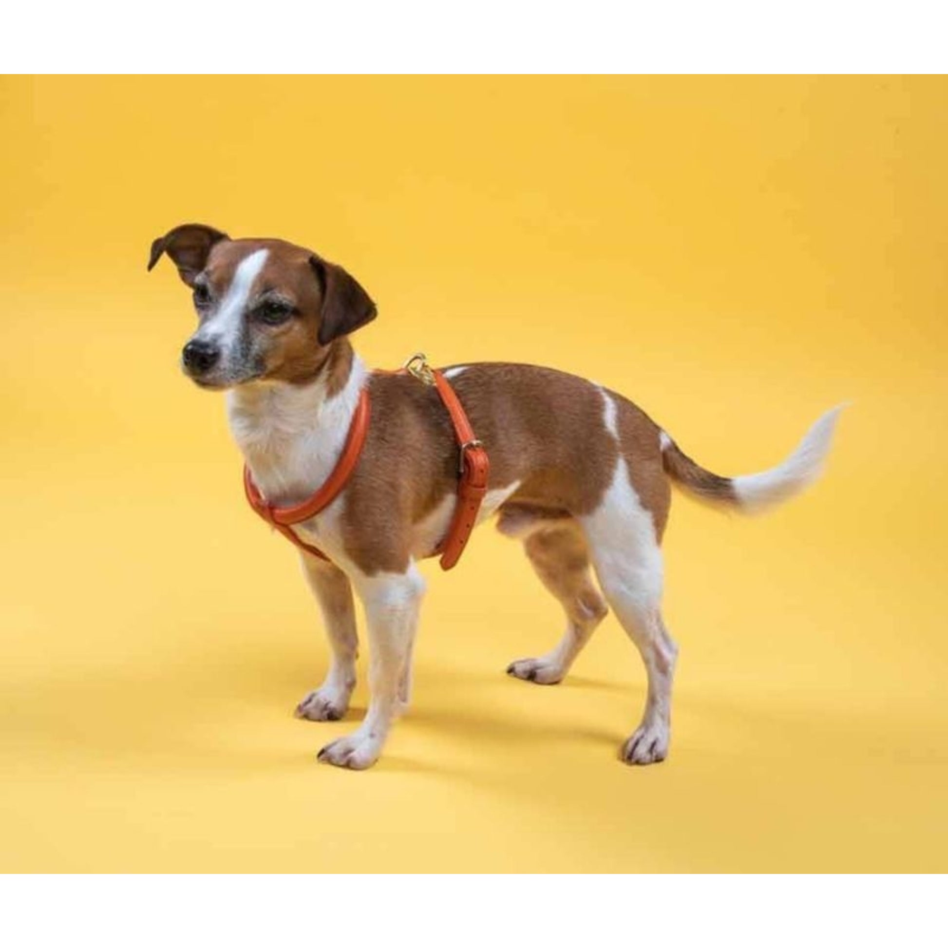 Shires Digby Rolled Leather Harness