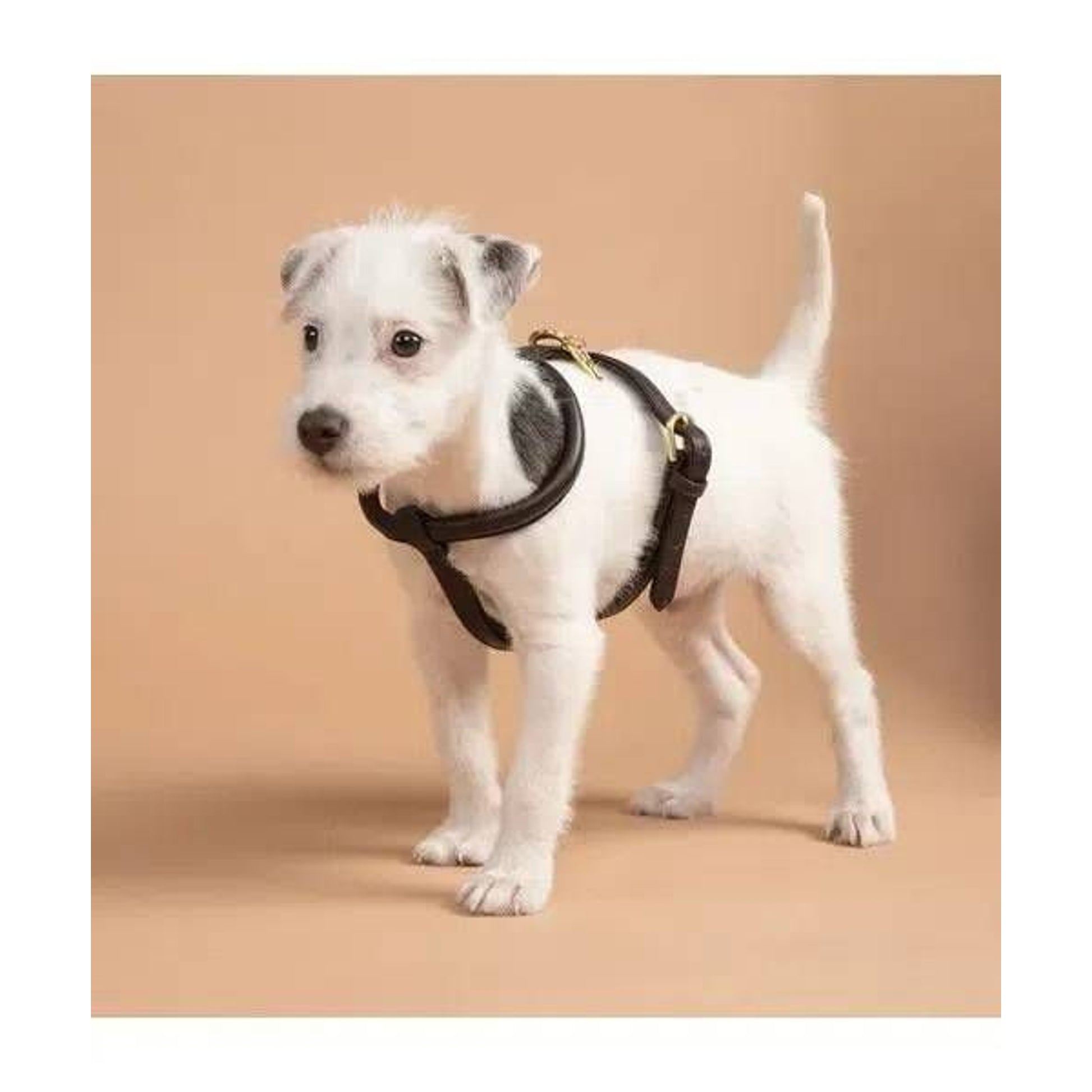 Shires Digby Rolled Leather Harness