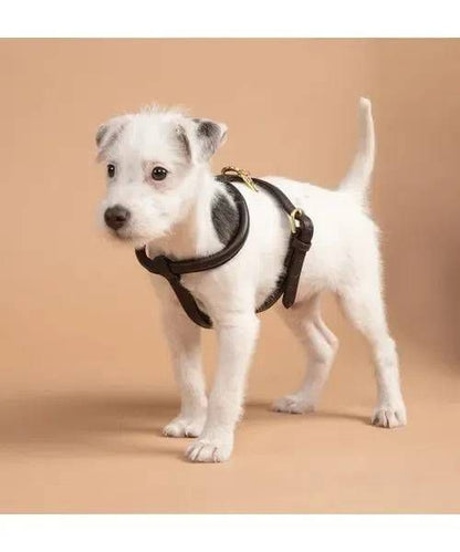 Shires Digby Rolled Leather Harness