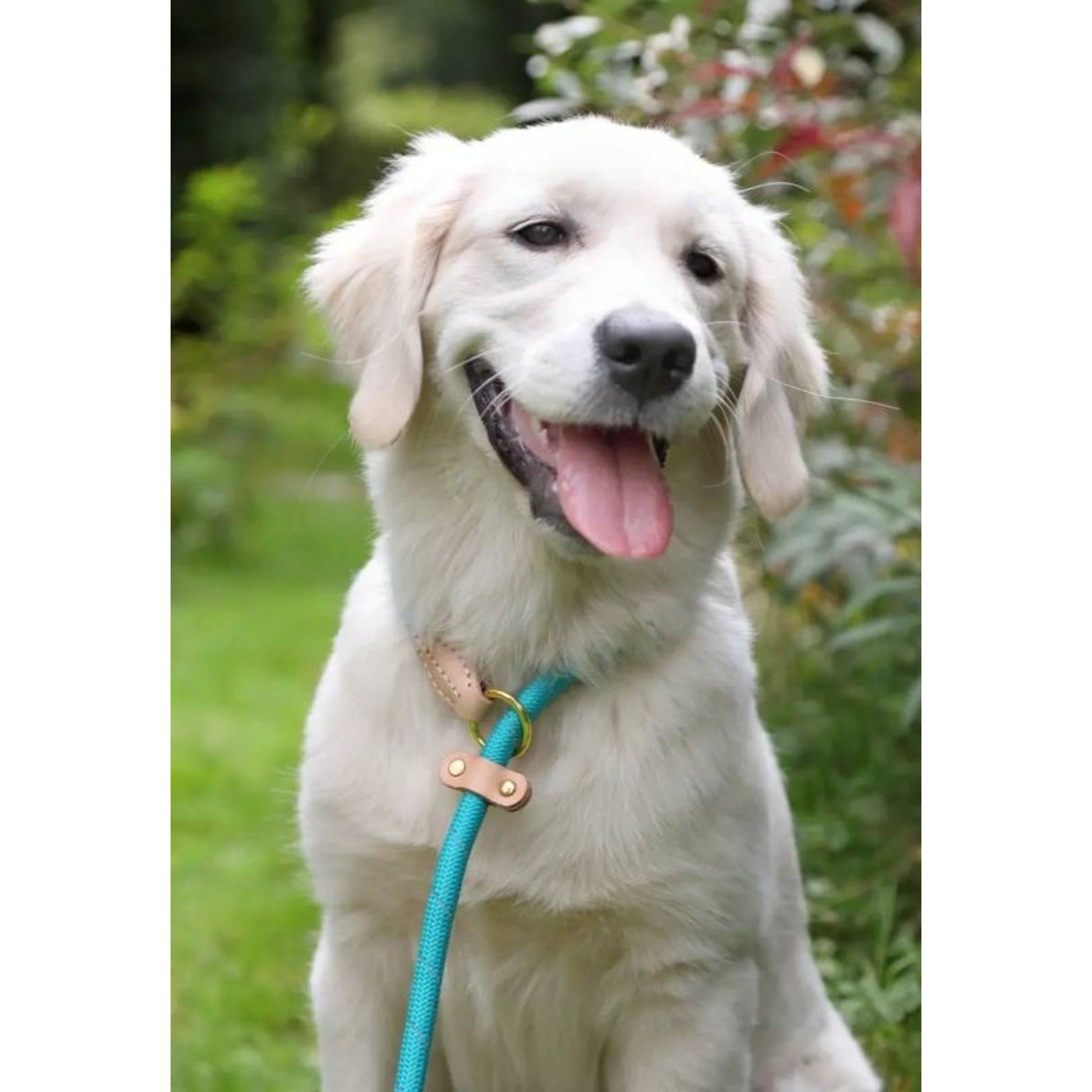 Shires Digby Reflective Slip Dog Lead
