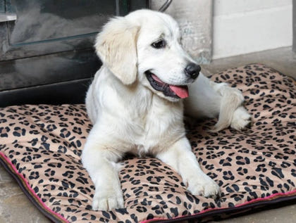 Shires Digby Waterproof Dog Bed