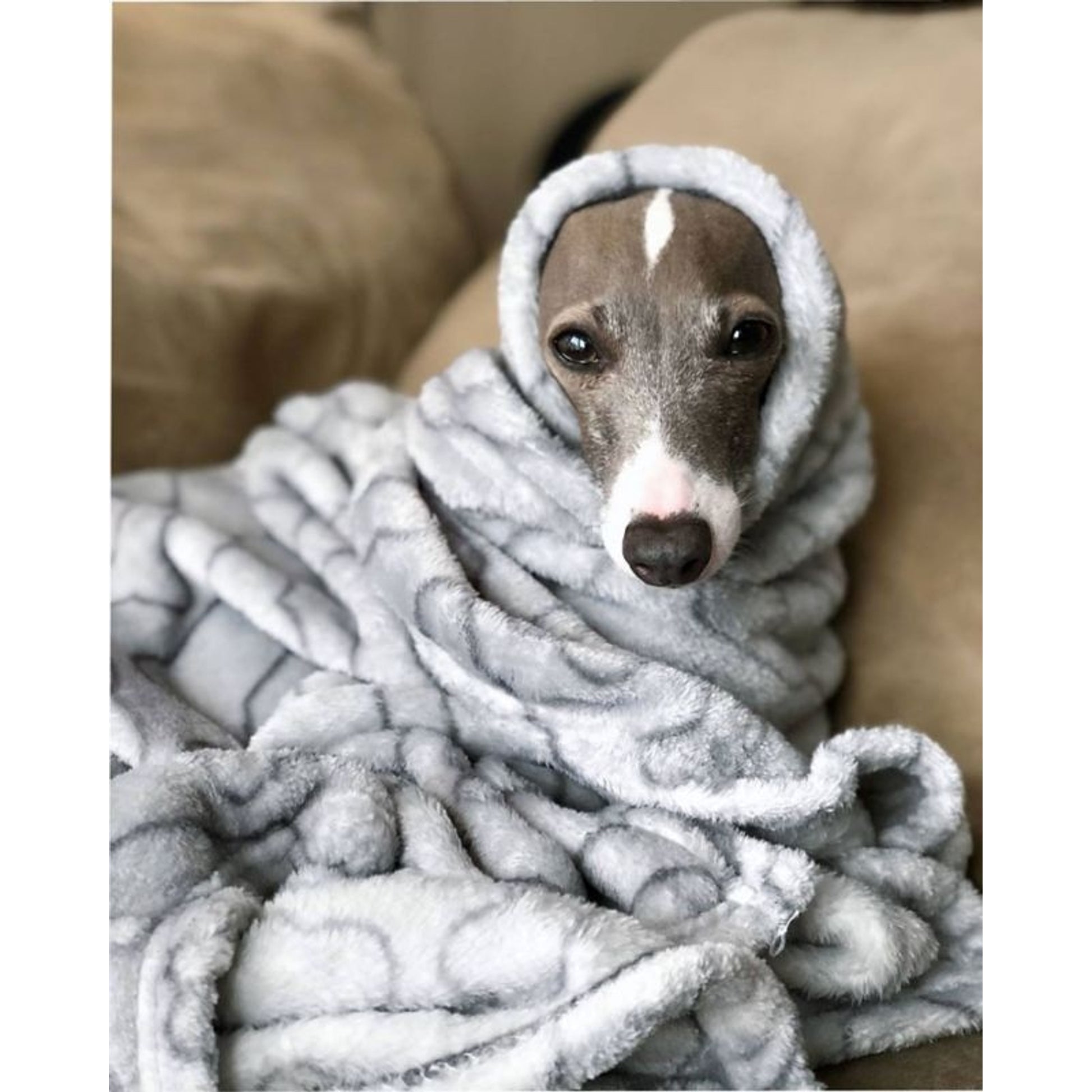 Spot Snuggler Blanket