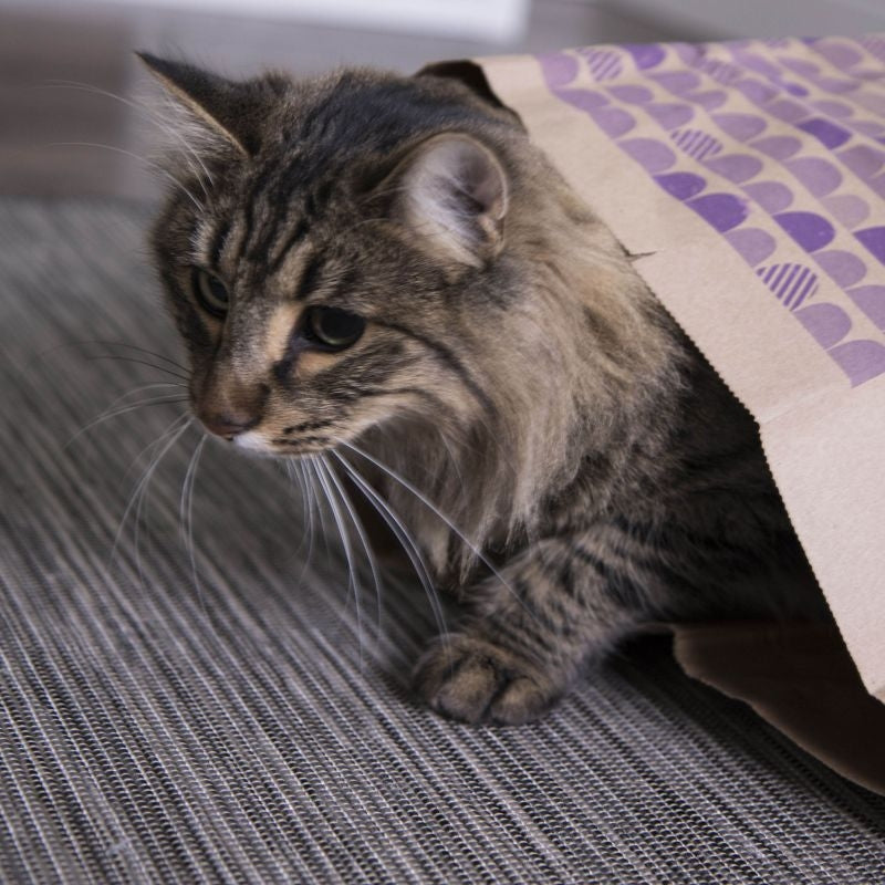 Smartykat Catnip Caves Infused Paper Bag Cat Toys