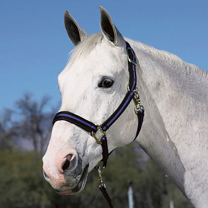 Padded No Rub Striped Poly Halter
