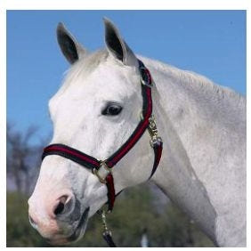 Padded No Rub Striped Poly Halter