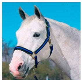 Padded No Rub Striped Poly Halter